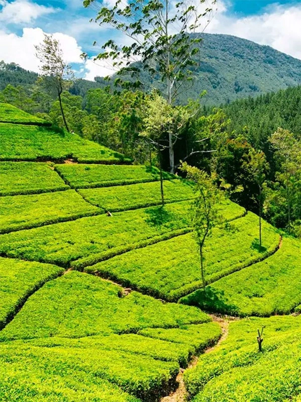 Nuwara Eliya, Sri Lanka