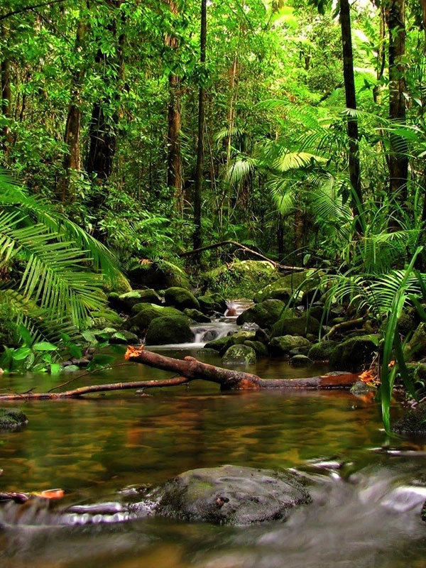 Sinharaja, Sri Lanka