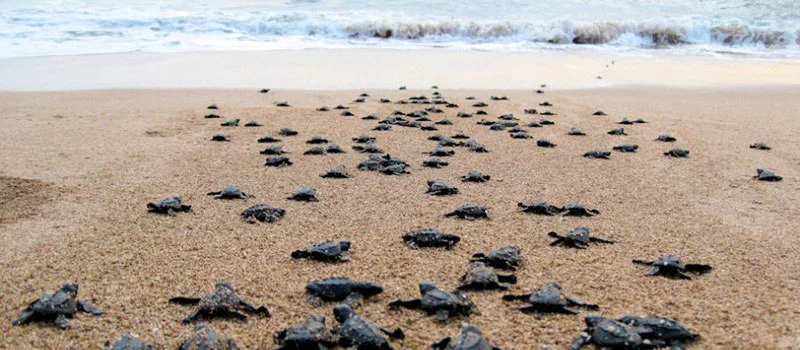 Turtle hatchery Galle
