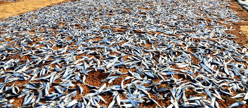 Drying fish in Negombo