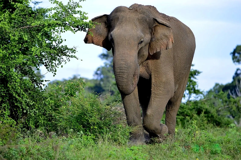 Wildlife & Nature packages Sri Lanka